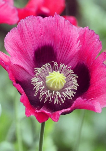 Poppy Bowling Ball