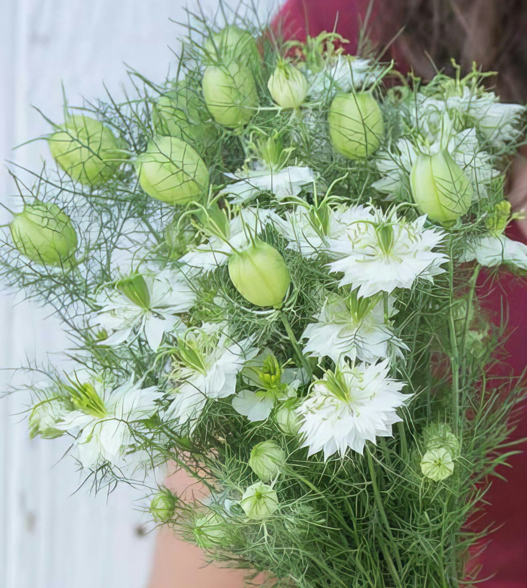 NYHET! Nigella Albion Green Pod