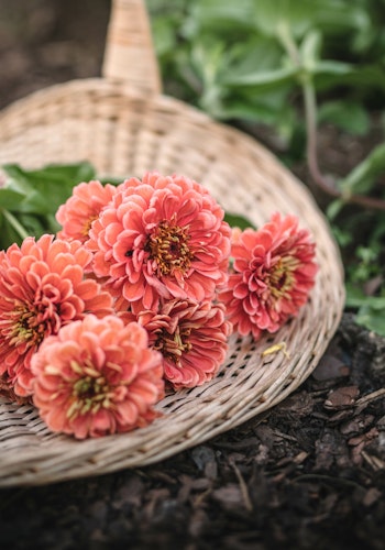 Zinnia Florist Salmon Rose F1