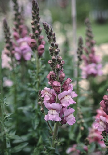 Snapdragon Potomac Lavender F1