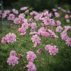 Cosmos Double Rose Bonbon