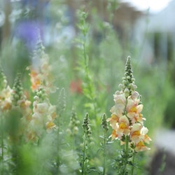 Snapdragon Costa Apricot F1