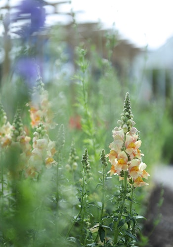 Snapdragon Costa Apricot F1