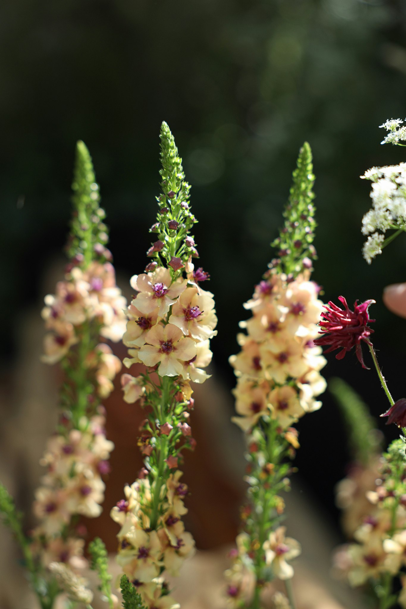 Mullein Southern Charm