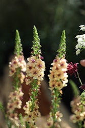 Mullein Southern Charm