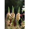 Mullein Southern Charm