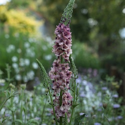 Mullein Southern Charm