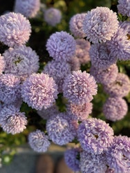 Aster Lady Coral Lavender