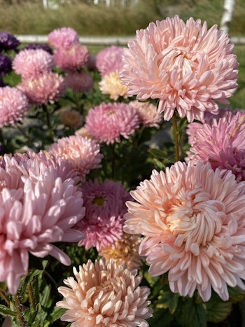 Aster Lady Coral Salmon