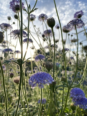 Spetsblomma Blue Lace