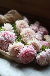 Aster Lady Coral Chamois