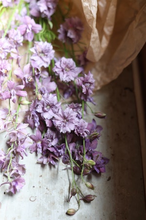 Larkspur Misty Lavender