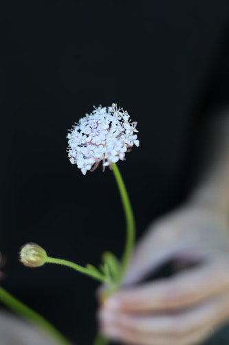 Spetsblomma Lacy Pink