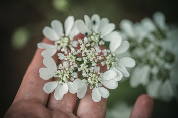 Blomsterkörvel White Lace