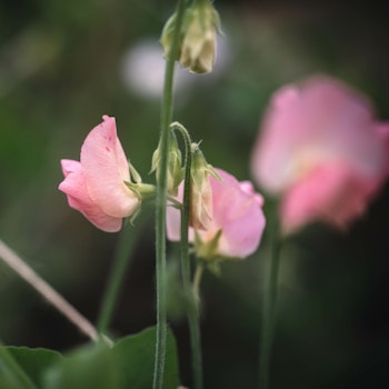 Sweet Pea Spring Sunshine Peach