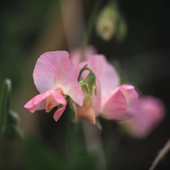 Sweet Pea Spring Sunshine Peach