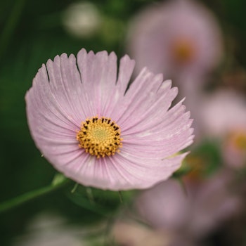 Cosmos Cupcake Blush