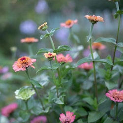 Zinnia Cupcakes Pink Shades