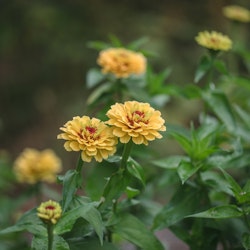 Zinnia Queen Lemon Peach