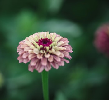 Zinnia Queen Lime Red