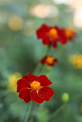 NYHET! Linnétagetes Burning Embers