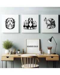 Tavla Bearded collie