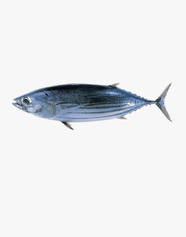 Bonito fish 600g