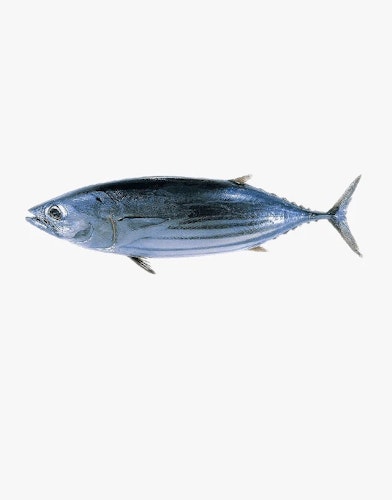 Bonito fish 600g