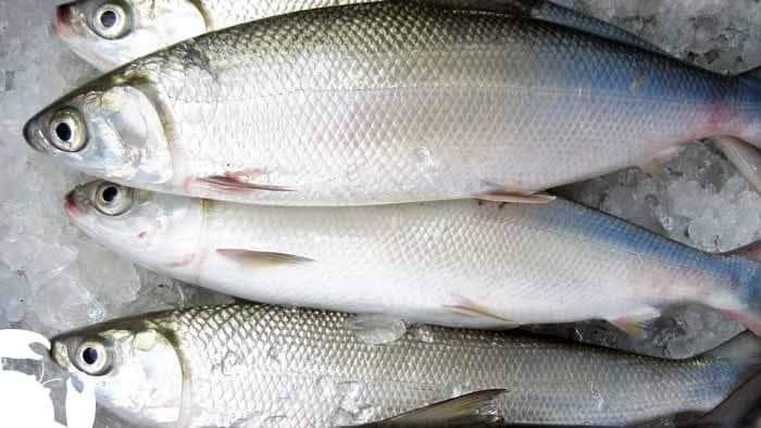 Bangus 1kg 2pcs
