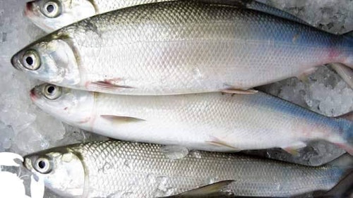 Bangus 1kg 2pcs