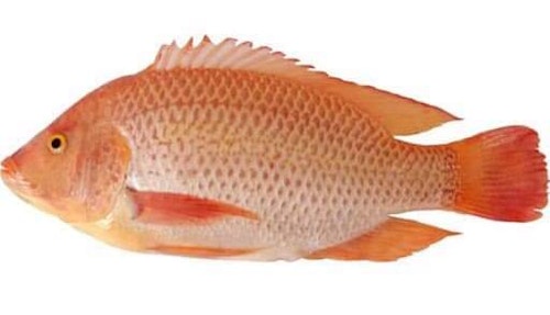 Red Tilapia kg