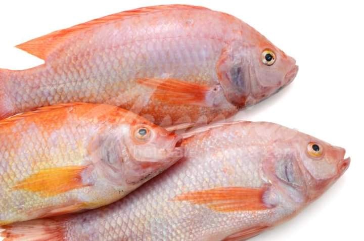 Red Tilapia kg