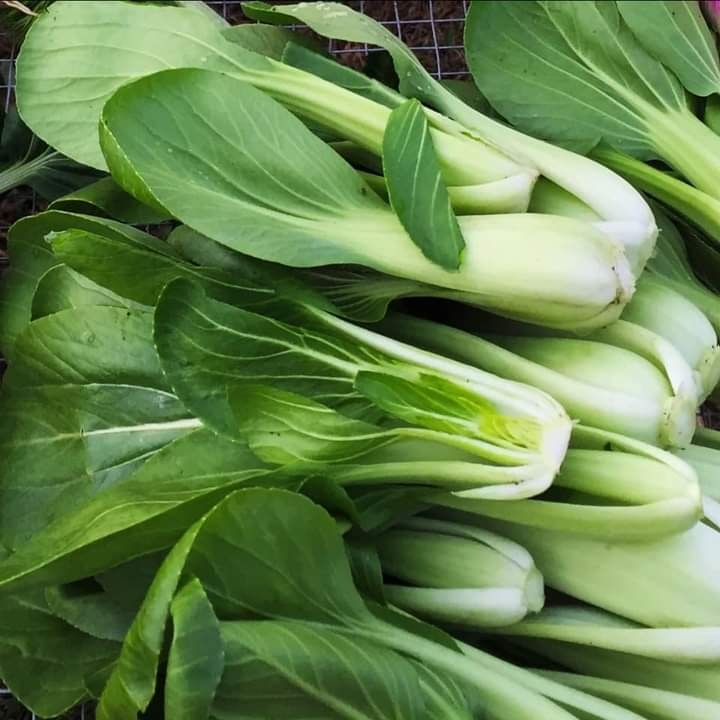 Pechay/Pachoi  pr pack 1kl