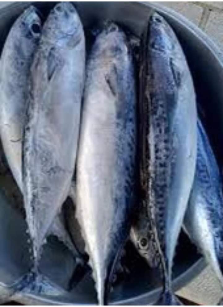 Tulingan Fish 1kg