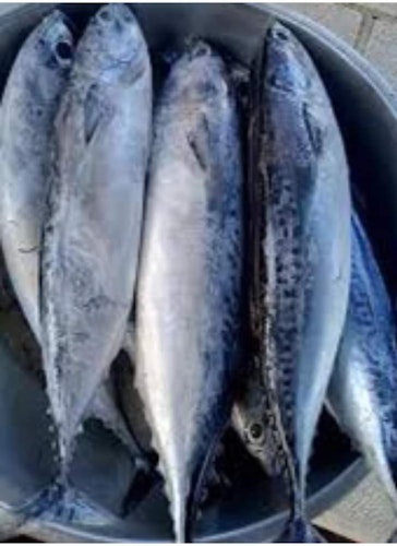 Tulingan Fish 1kg