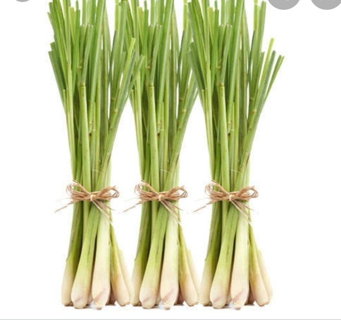 Lemon Grass