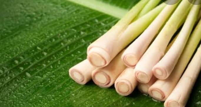 Lemon Grass