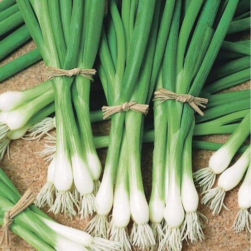 Spring Onions