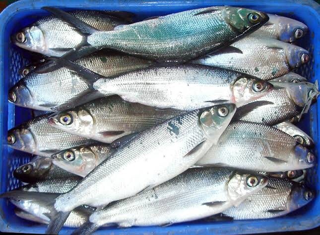 Milk fish /bangus 400g s