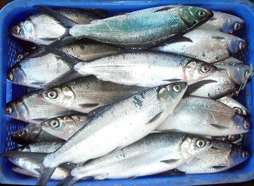 Milk fish /bangus 400g s