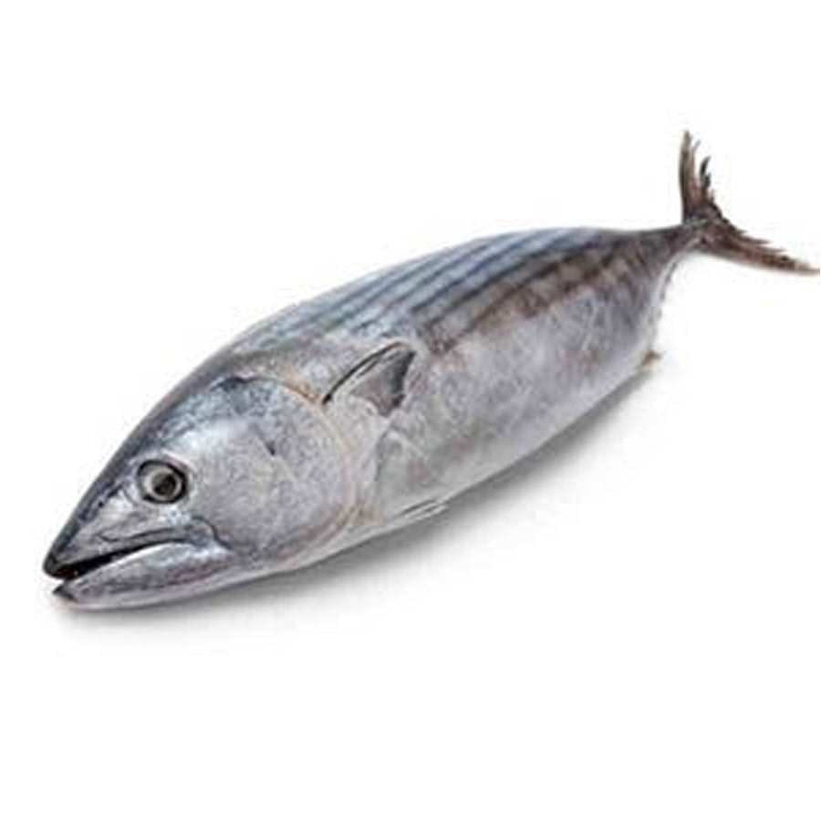 Tulingan / BONITO 1.5