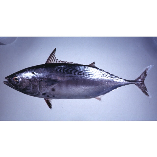 Tulingan / BONITO 1.5