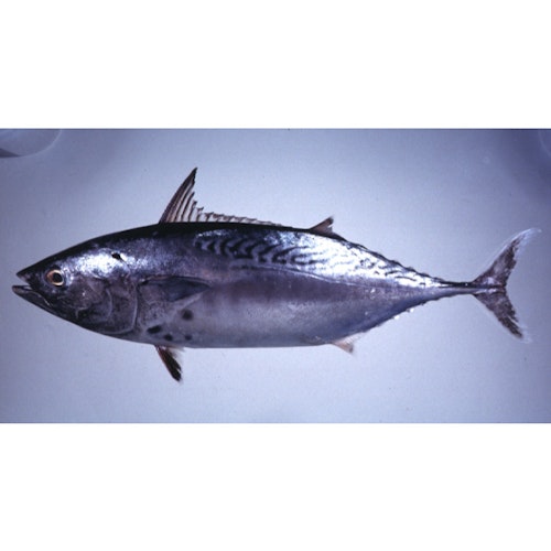 Tulingan / BONITO 1.4kg