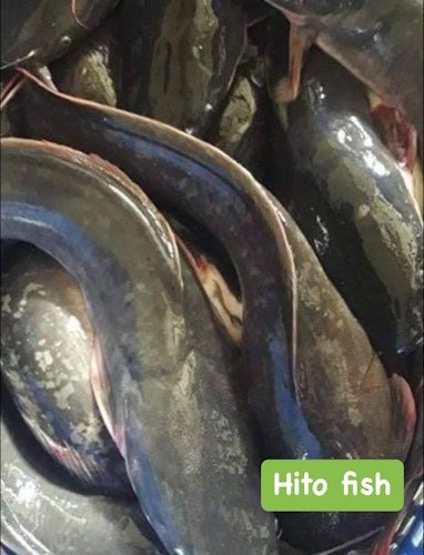 Alimusan fish / Hito fish / cut fish kg