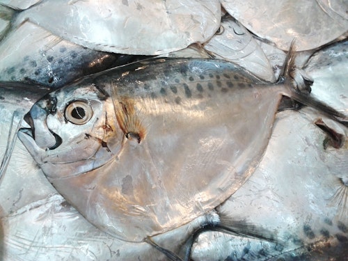 BELONG BELONG FISH 500g