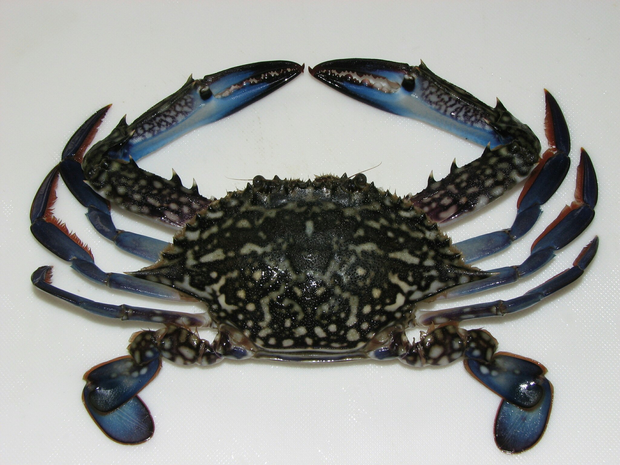 BLUE SWIMMING CRAB 1kg