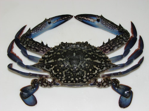 BLUE SWIMMING CRAB 1kg