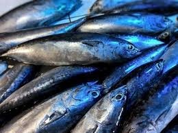 Kapamilya Bullet tuna /Tulingan 1 kg