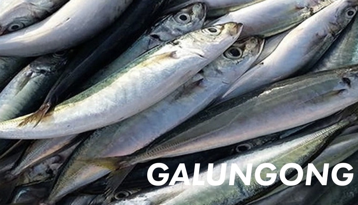 Galunggong Fish 1kg