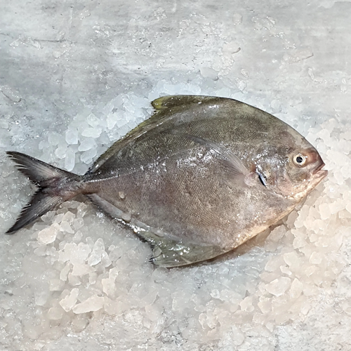 Pomfret Whole black  (300g-400g